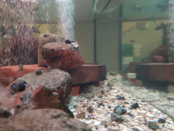 Nationalpark-Haus Dangast Aquarien 2025.jpg