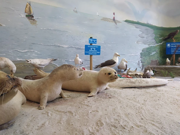 Nationalpark-Haus Dangast Seehunde 2025.jpg