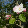 Apfelblüte entlang der Mammolshainer Obstwiesen Apfelblüte entlang der Mammolshainer Obstwiesen