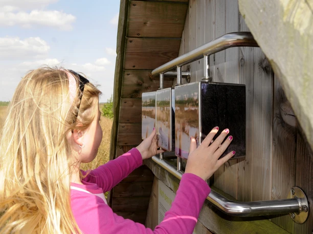 Lehrpfad ‘‘moor land schaffen – Erlebnis Wiedervernässung‘‘ im Provinzialmoor bei Twist ©Naturpark Moor-Veenland (49).jpg Mädchen betrachtet und dreht Infotafeln einer interaktiven Station am Moorlehrpfad im Naturpark.