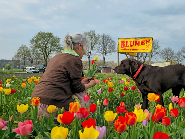 Blumen selber pflücken - Tulpenfeld bei Oste-Ei in Braueljpg Blumen selber pflücken - Tulpenfeld bei Oste-Ei in Brauel