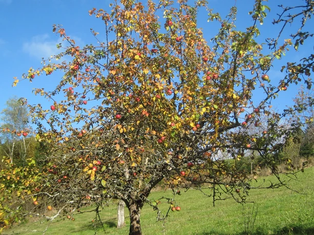 Herbststimmung
