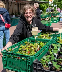 Jungpflanzenmarkt_Die_Gemüsegärtner