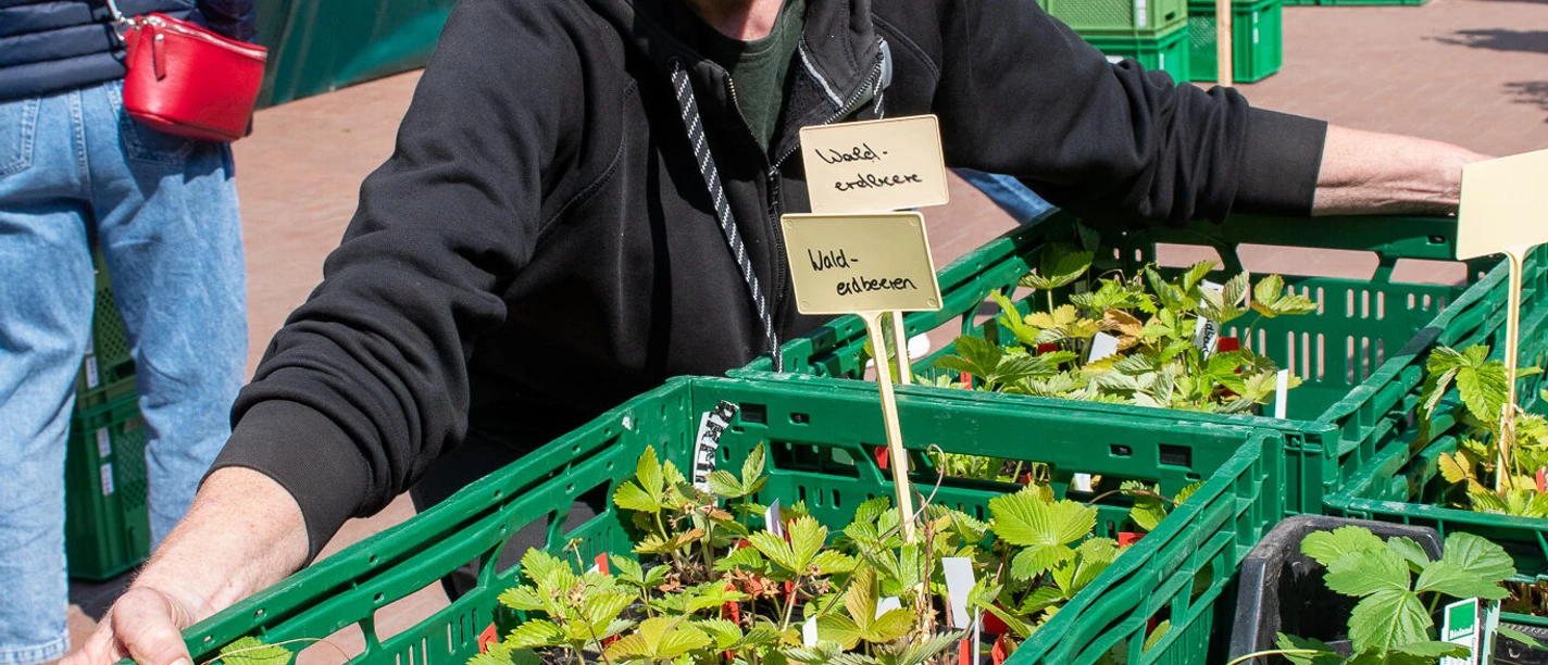 Jungpflanzenmarkt_Die_Gemüsegärtner