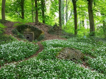 Bärlauch Coppenbrügge ©GeTour GmbH.jpg