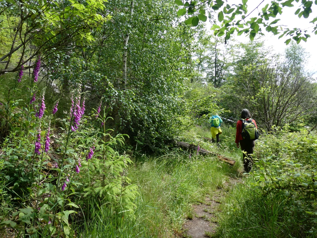 Hagenstein-Route im Juni, Brückengrundsteig