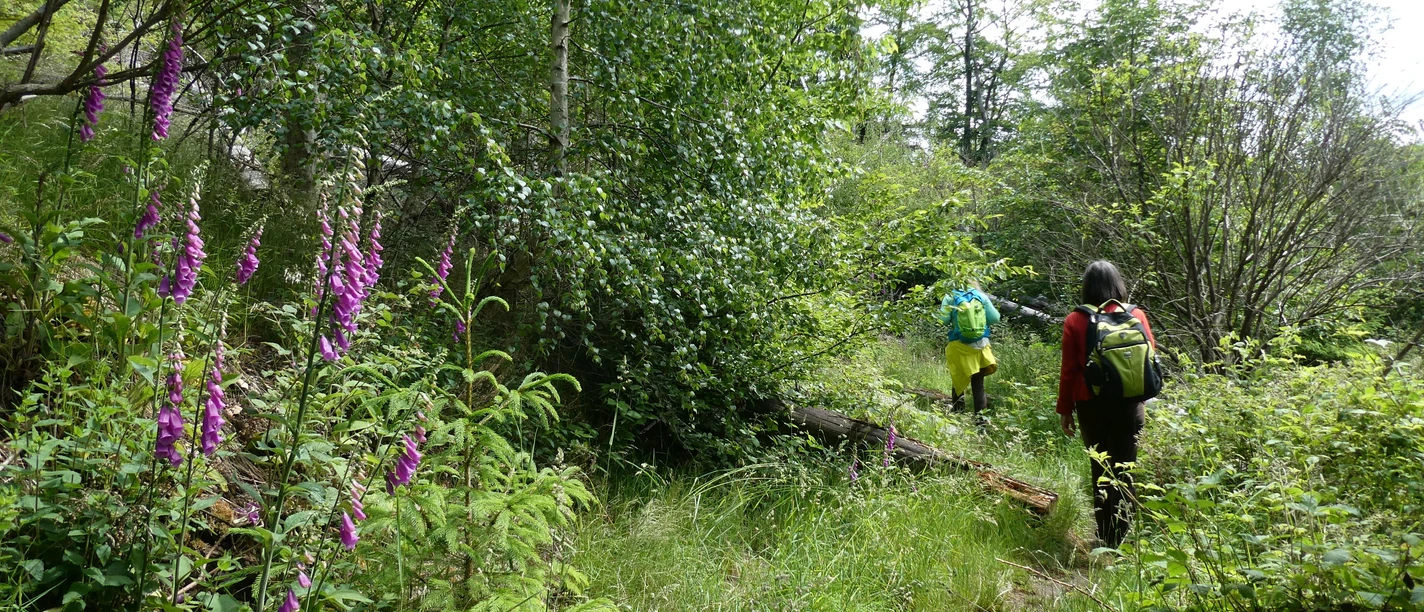 Hagenstein-Route im Juni, Brückengrundsteig