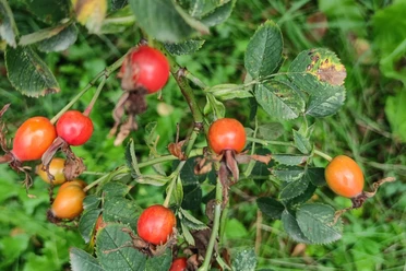 Rozenbottels aan een struik met groene bladeren, sommige bladeren vertonen bruine vlekken. De vruchten zijn helderrood en oranje.