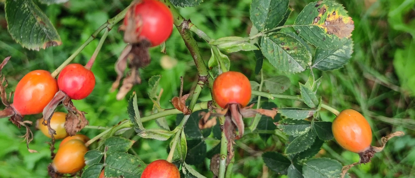 Auf den Spuren der Hagebutte Hagebutten an einem Strauch mit grünen Blättern, einige Blätter zeigen braune Flecken. Die Früchte sind leuchtend rot und orange.