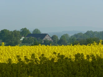 Titelbild Ein Fachwerkhaus in weiter Ferne, umgeben von einem blühenden Rapsfeld und grünen Bäumen.