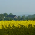 Titelbild Ein Fachwerkhaus in weiter Ferne, umgeben von einem blühenden Rapsfeld und grünen Bäumen.