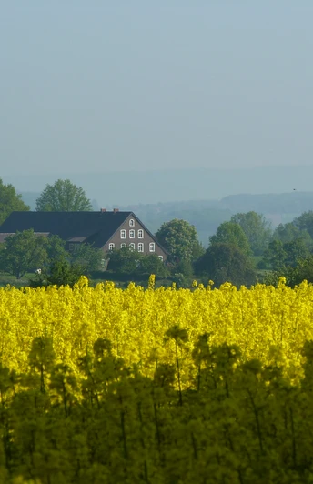 Titelbild Ein Fachwerkhaus in weiter Ferne, umgeben von einem blühenden Rapsfeld und grünen Bäumen.