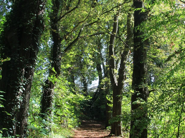 POI_1-Katzenholz.JPG Ein schmaler Pfad verläuft unter schattenspendenden Bäumen, umgeben von dichten grünen Blättern.