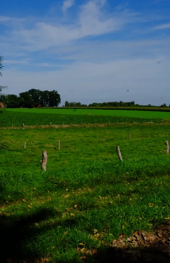 Weitläufige Wiesen mit vereinzelten Bäumen und einem blauen Himmel mit leichten Wolkenformationen.