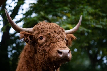 Tiere in der Holsteinischen Schweiz © sh-tourismus.deMOCANOX