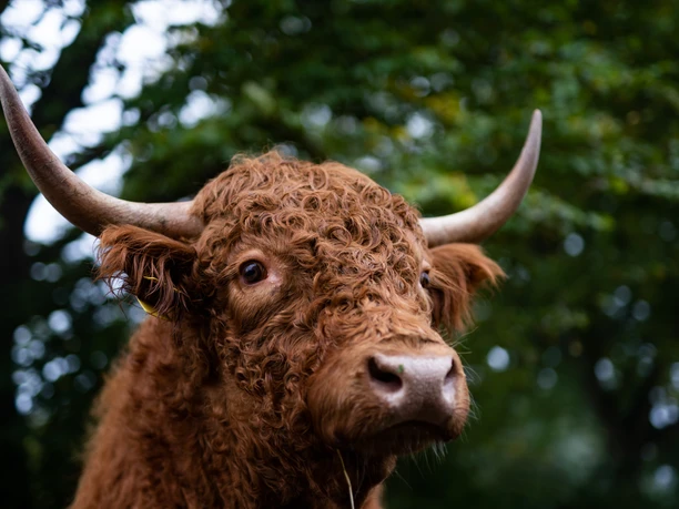Tiere in der Holsteinischen Schweiz © sh-tourismus.deMOCANOX
