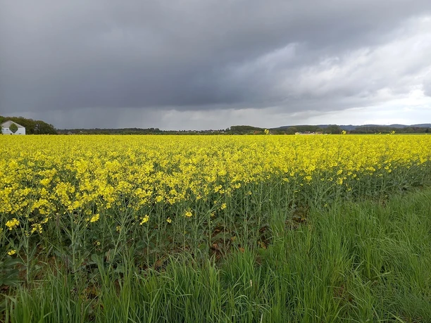 Rapsfeld Meyer zu Stieghorst.jpg