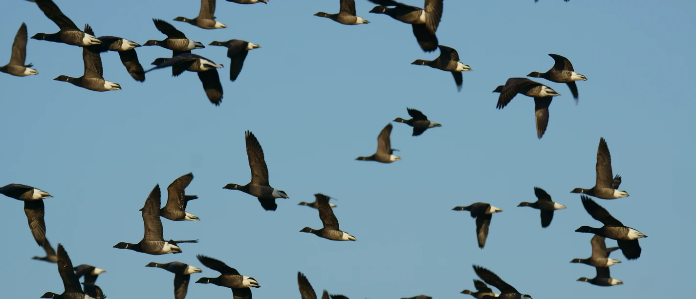 Ringelgänse (2).JPG