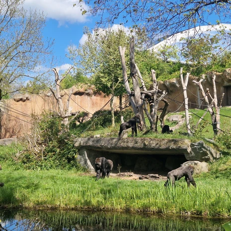 Your meeting & conference in Leipzig: View of Pongoland at Leipzig Zoo, habitat for all four great ape species