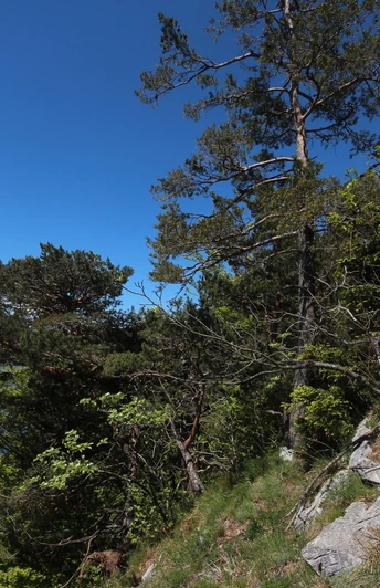 Die Mediterrane Vegetation entlang der Route oberhalb Gersau