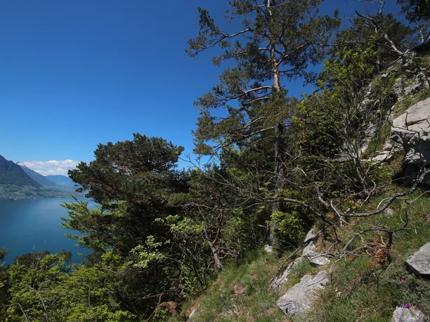 Die Mediterrane Vegetation entlang der Route oberhalb Gersau