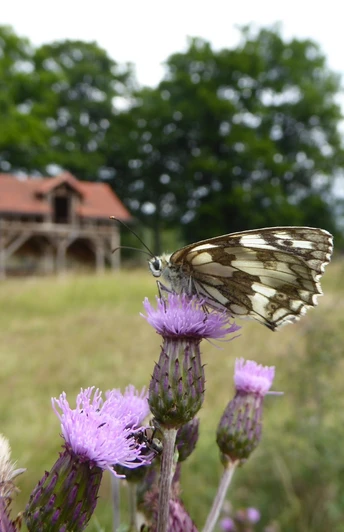Schachbrett Schmetterling