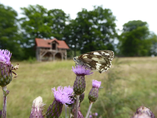 Schachbrett Schmetterling