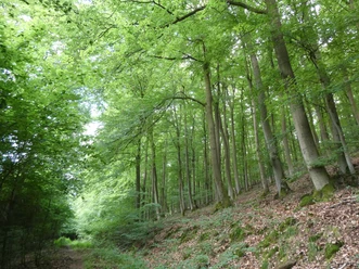 Elsebach-Route Nationalpark Kellerwald-Edersee