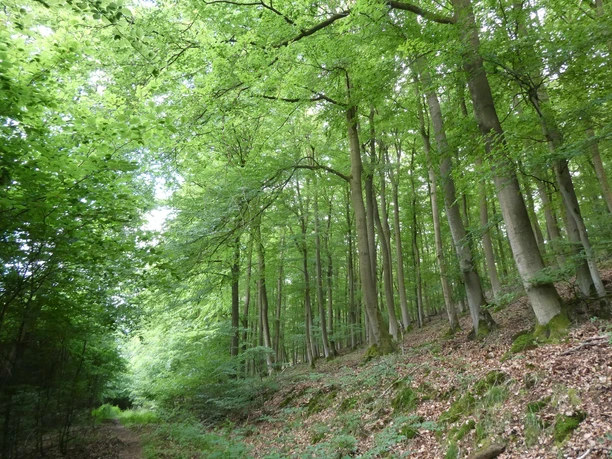 Elsebach-Route Nationalpark Kellerwald-Edersee