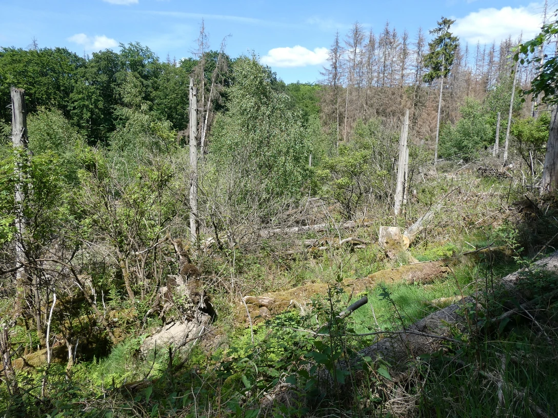 Totholz im Nationalpark Kellerwald-Edersee