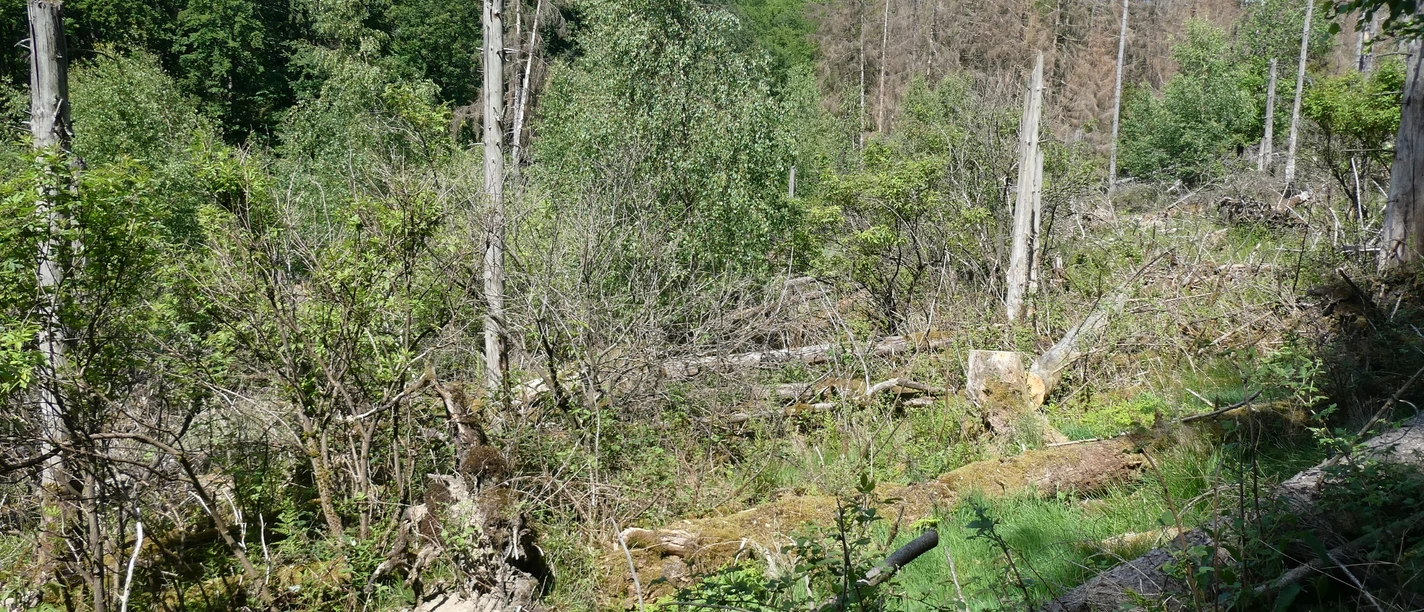 Totholz im Nationalpark Kellerwald-Edersee