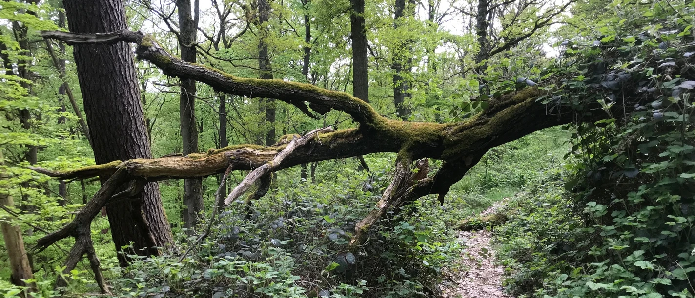 Mehler Holz-Route umgestürzter Baum