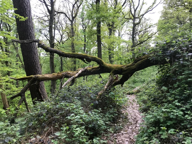 Mehler Holz-Route umgestürzter Baum