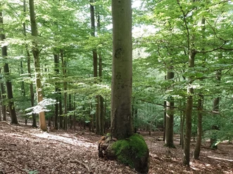 Nationalpark Kellerwald-Edersee