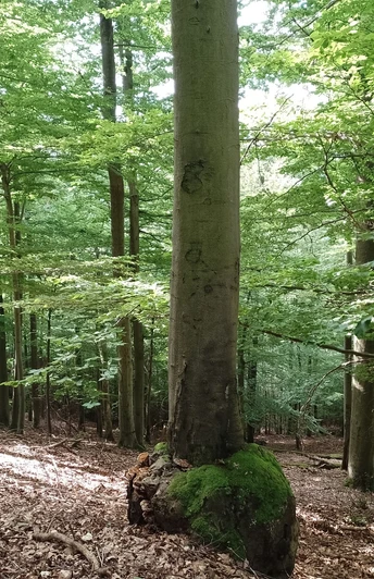 Nationalpark Kellerwald-Edersee