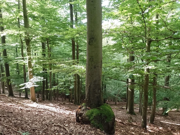 Nationalpark Kellerwald-Edersee