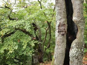 Nationalpark Kellerwald-Edersee