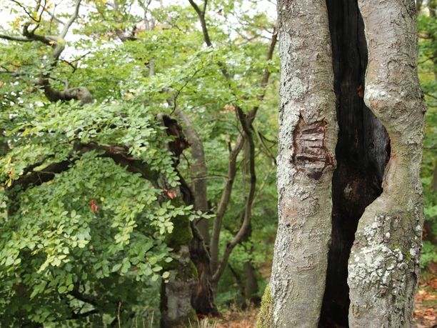 Nationalpark Kellerwald-Edersee