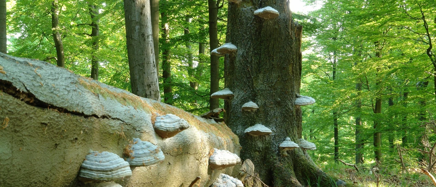 Totholz mit Zunderschwämmen