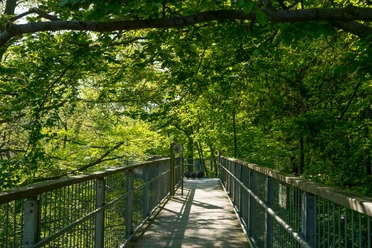 bad_harzburg(c)yoga_baumwipfelpfad.jpg