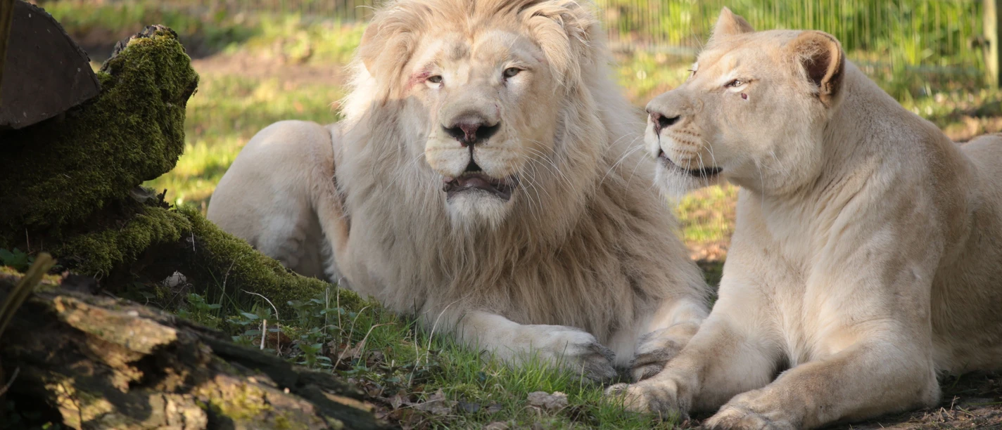 Löwen