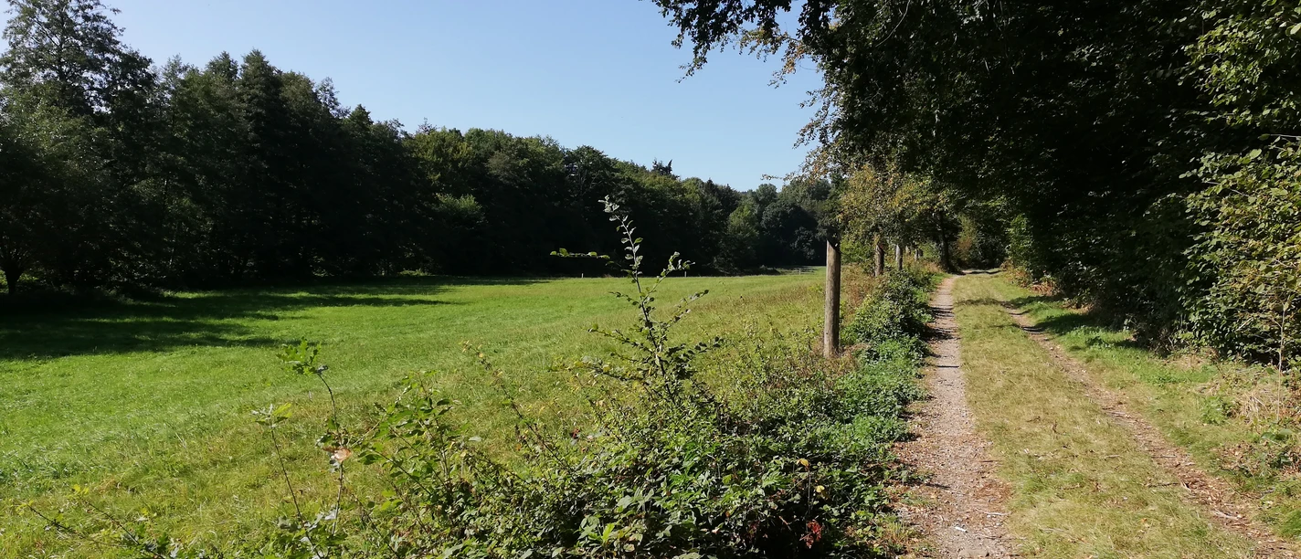 POI_0_allgemein-Gebiet.jpg Ein schmaler Feldweg schlängelt sich entlang einer Wiese, gesäumt von Bäumen unter strahlend blauem Himmel.
