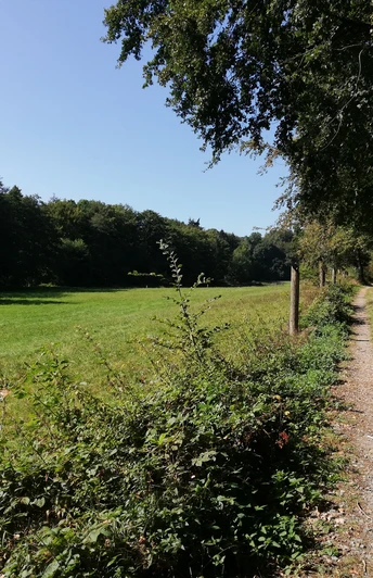 POI_0_allgemein-Gebiet.jpg Ein schmaler Feldweg schlängelt sich entlang einer Wiese, gesäumt von Bäumen unter strahlend blauem Himmel.