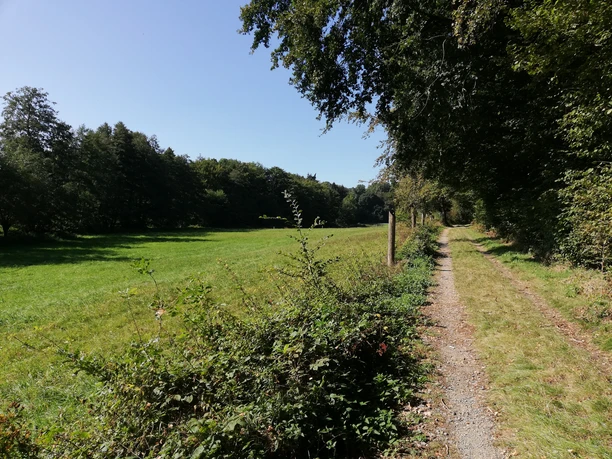 POI_0_allgemein-Gebiet.jpg Ein schmaler Feldweg schlängelt sich entlang einer Wiese, gesäumt von Bäumen unter strahlend blauem Himmel.