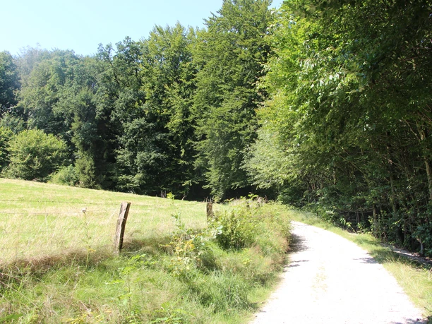 POI_1_allg_NSG.JPG Waldweg mit grünen Bäumen und angrenzender Wiese an einem sonnigen Tag in ländlicher Umgebung.