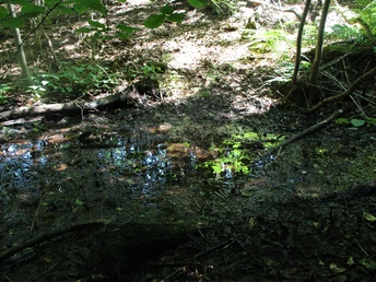 POI_2_Sickerquelle.JPG Sickerquelle im schattigen Wald, umgeben von Laub und Wasser reflektiert die Umgebungsvegetation.