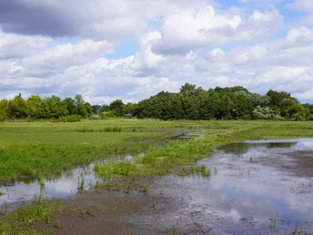 Weite Wiesenlandschaft mit flachem Gewässer im Vordergrund, umgeben von Bäumen und bewölktem Himmel.