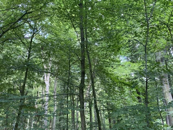 POI-2-a_Bustedter-Holz.JPG Dicht gewachsene Laubbäume im Bustedter Holz mit sonnendurchflutetem Blätterdach und Waldboden.