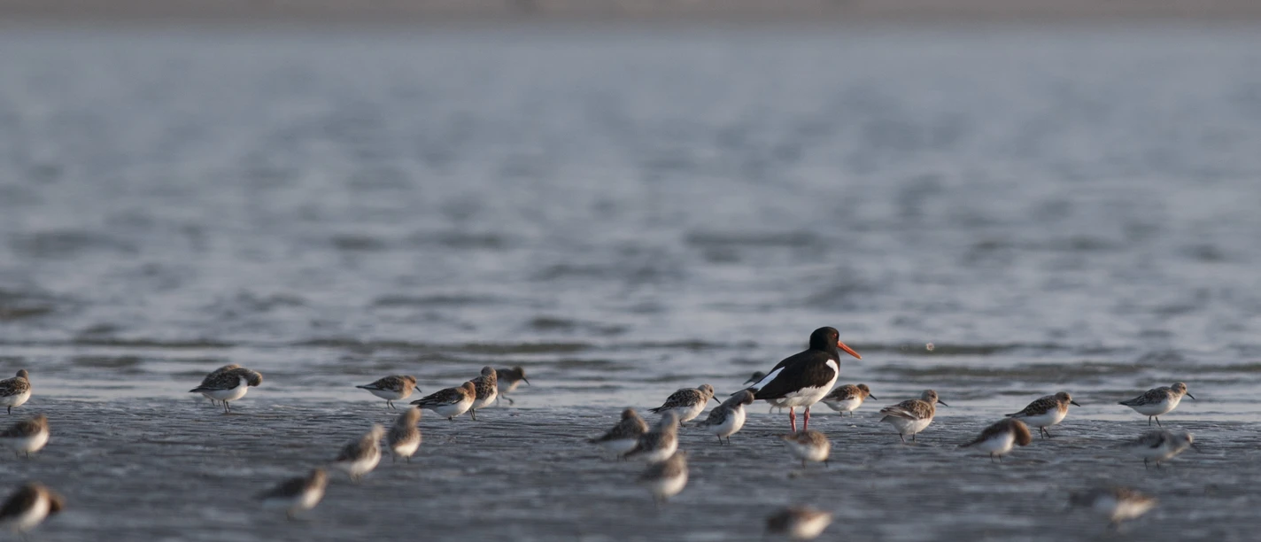 Sanderlinge, Knutts und Austernfischer