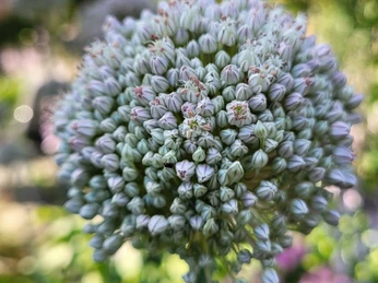 Große, kugelförmige Blüte mit eng aneinanderliegenden, zarten hellvioletten Knospen vor unscharfem Grün.